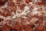 Polished Petrified Wood (Araucaria) Round - Madagascar #344684-1